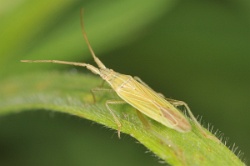 Stenodema calcarata